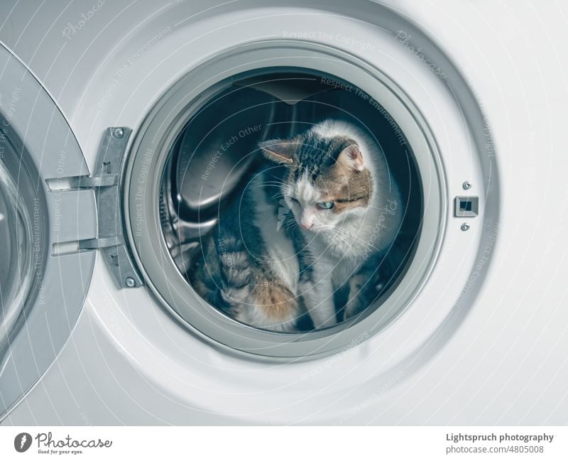 Niedliche getigerte Katze versteckt sich in der Waschmaschine. Tabby versteckend Wäsche waschen Maschine Wäscherei Waschen Sauberkeit weiß Vorrichtung Kleidung