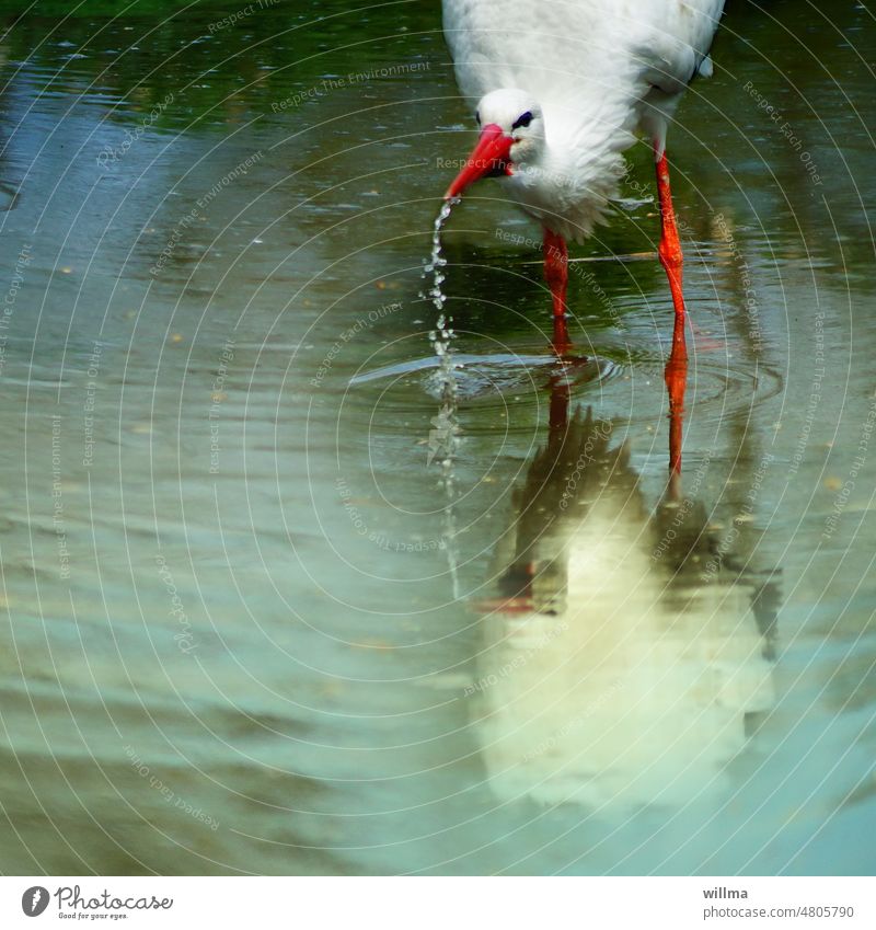 Ein Storch steht im Wasser und trinkt trinken Schnabel Weißstorch tropfen Teich Klapperstorch Adebar Tümpel Zugvogel Vogel Tier