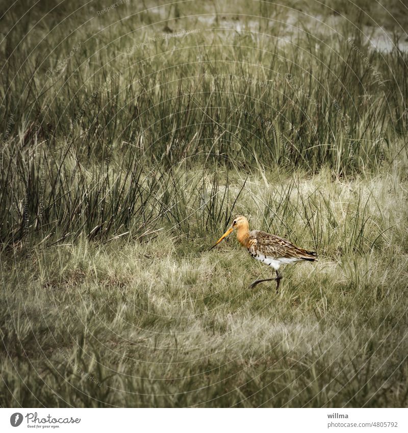 Ein seltener Vogel in unseren Breiten - die Uferschnepfe Schnepfe Feuchtwiese Sumpf Watvogel Limosa limosa Schnepfenvogel langer Schnabel Greta Niedermoor Moor