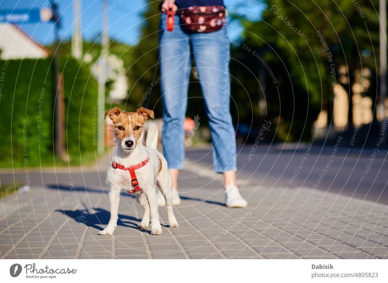 Hundespaziergänge an der Sommerstadtstraße Haustier niedlich Glück Spaziergang Porträt Straße Natur Gras jack russell bezaubernd Terrier Frühling grün spielen