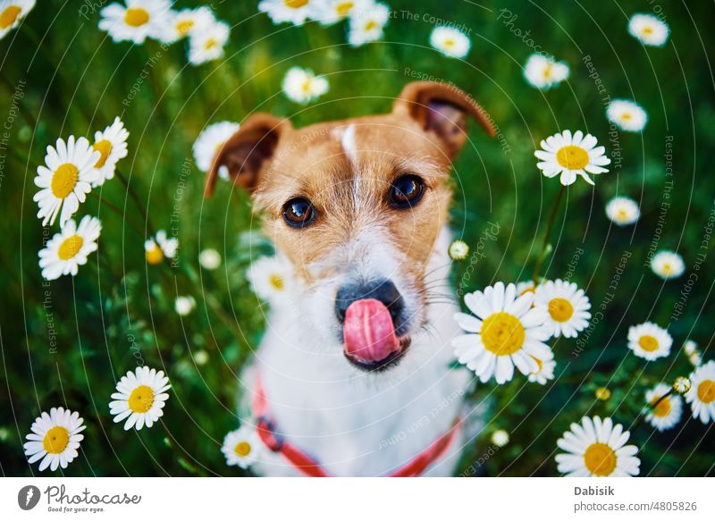 Niedlicher Hund Porträt auf Sommerwiese mit grünem Gras Haustier Frühling Blume Garten Glück Feld Person bezaubernd Rasen niedlich gut Landschaft Wiese Natur