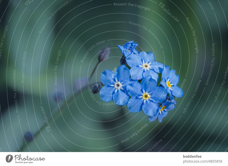 Blütenstand eines blauen Vergissmeinnichts vor unscharfem blau-grünem Hintergrund Pflanze Natur Blühend Außenaufnahme Schwache Tiefenschärfe Menschenleer