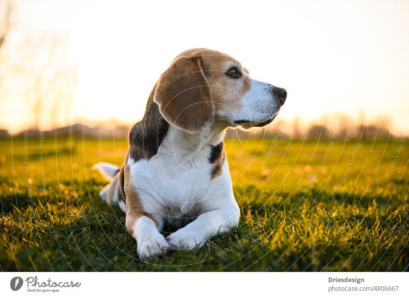 Beagle-Hund liegt bei Sonnenuntergang auf einer Wiese. bezaubernd Tier August Hintergrund schön schwarz braun Eckzahn Nahaufnahme Wolken Kragen niedlich Ohr