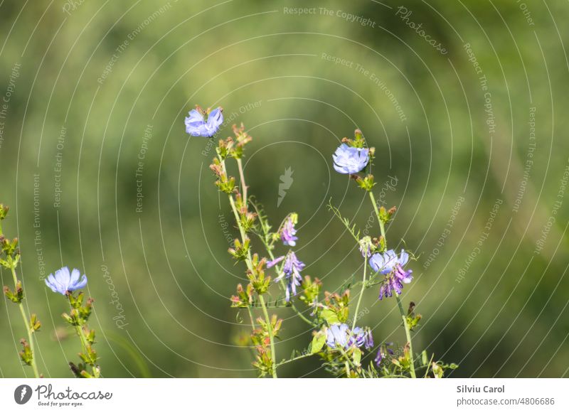Nahaufnahme von blauen Zichorienblüten mit selektivem Fokus auf den Vordergrund allgemein Pflanze Blume Kraut Chicorée Natur Hintergrund Saison geblümt Sommer