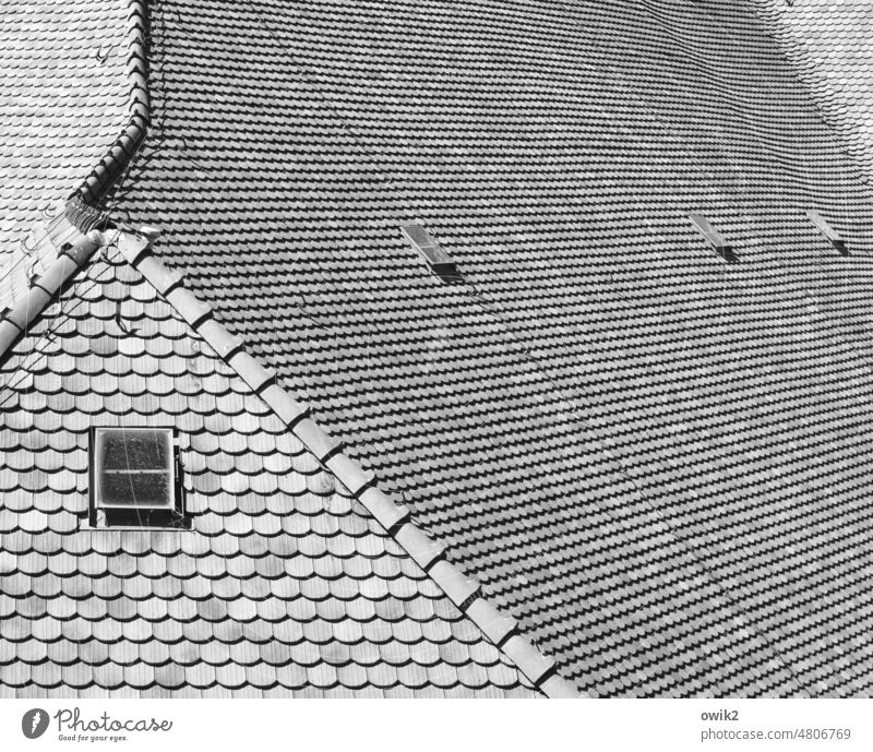 Rutsche Dach Dachziegel viele gleich Konzentration Schwarzweißfoto Außenaufnahme Detailaufnahme Nahaufnahme Muster Reihe Strukturen & Formen Menschenleer