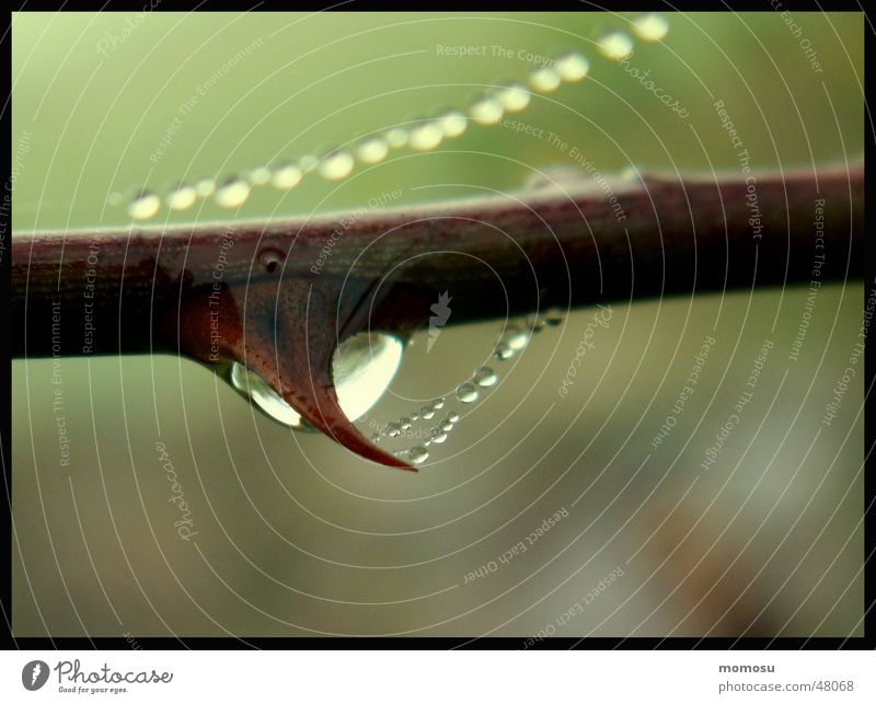 Tränendorne Nebel Spinnennetz Dorn Sträucher Herbst Seil Ast Zweig Wassertropfen datail Makroaufnahme Hundsrose