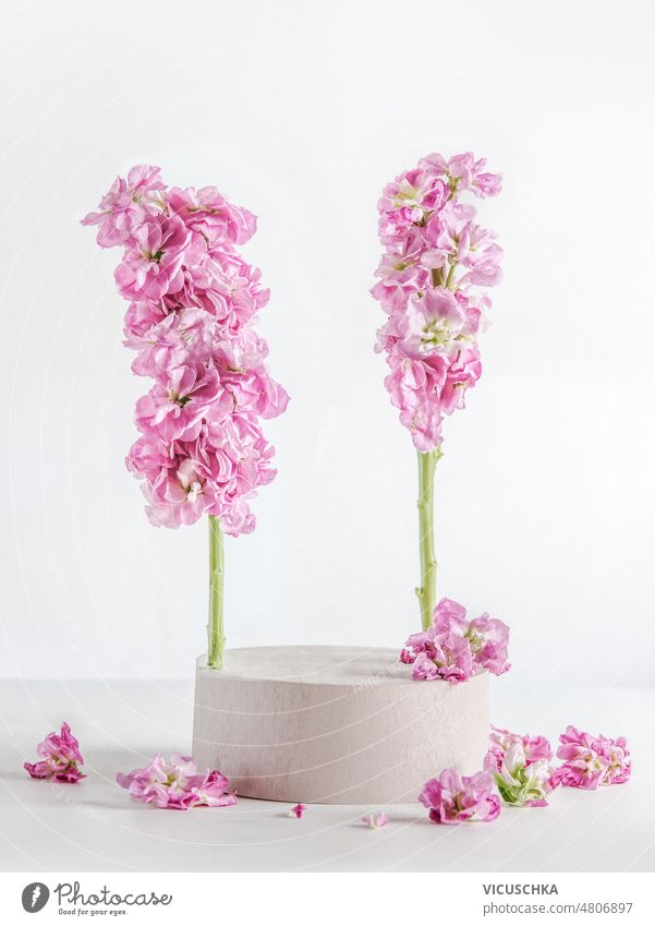 Moderne Produktpräsentation mit weißem Podium, rosa Blumen und Blütenblättern auf weißem Hintergrund. modern weißer Hintergrund Szenenaufbau Vitrine