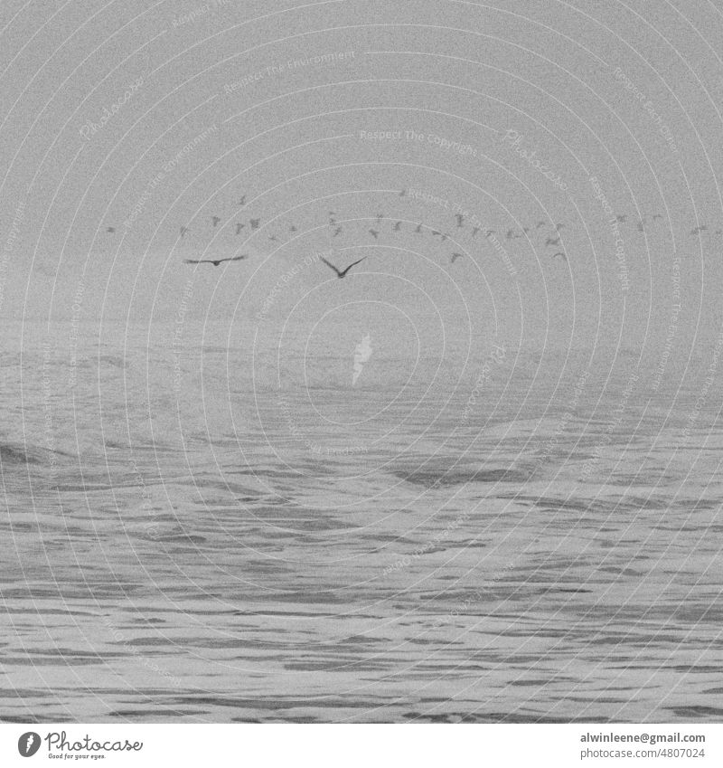 Seevögel über schäumendem Meer Vogel Vögel MEER Pazifik Schwarzweißfoto Wellen Meeresschaum winken