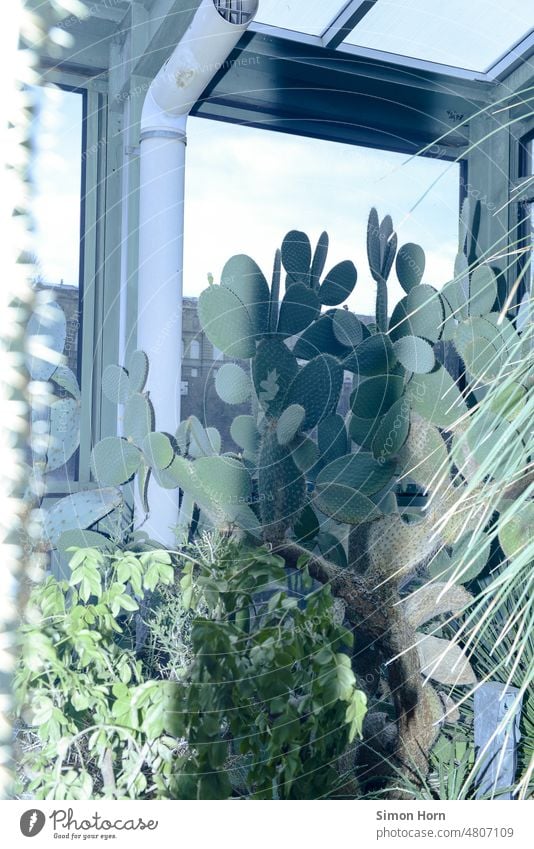 Botanik Kaktus Kakteen Gewächshaus Botanischer Garten Schatten Trockenheit Umwelt exotisch Pflanze Wachstum Stachel Fenster grün Natur botanisch