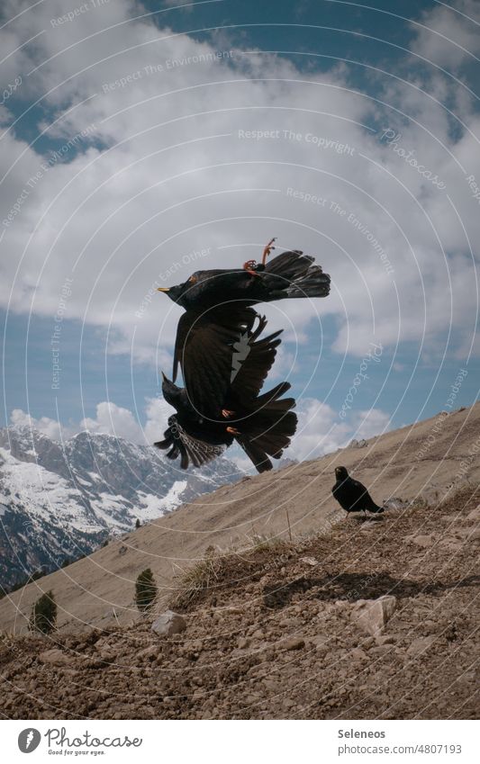 Luftakrobatik Dohle Alpendohle Vogel im Flug fliegen Akrobatik Himmel Horizont Berge u. Gebirge Flügel Außenaufnahme Natur Schnabel Vogelflug Wildnis