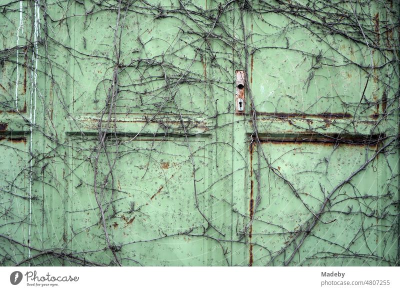Alte verlassene mit Pflanzen überwucherte grüne Tür einer ehemaligen Fabrik und Industrieanklage im Stadtteil Margaretenhütte in Gießen an der Lahn in Hessen