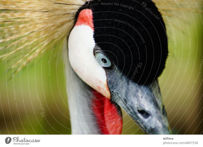 Kronenkranich Kopf Auge Vogel Afrikanischer Vogel exotisch Tierporträt Nahaufnahme Grauhals-Kronenkranich roter Hautlappen GrauhalsKronenkranich