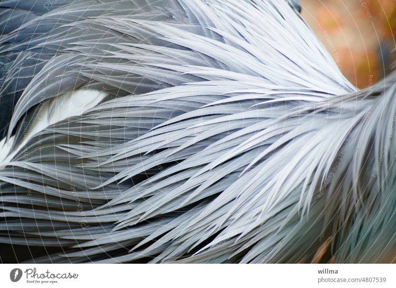 das große Federlesen Federn Federkleid gefiedert Haubenkranich grau Tier Vogel
