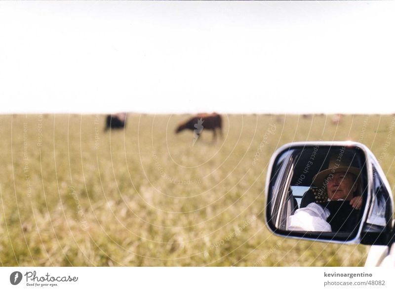 My cattle Argentinien Spiegel Kuh Landwirtschaft Großgrundbesitz Weide