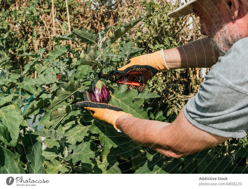 Anonymer Landwirt beim Beschneiden von Gemüse im Garten im Sommer Pflaume Aubergine Schere Landschaft Gärtner Mann männlich Schonung sonnig kultivieren Stutzen