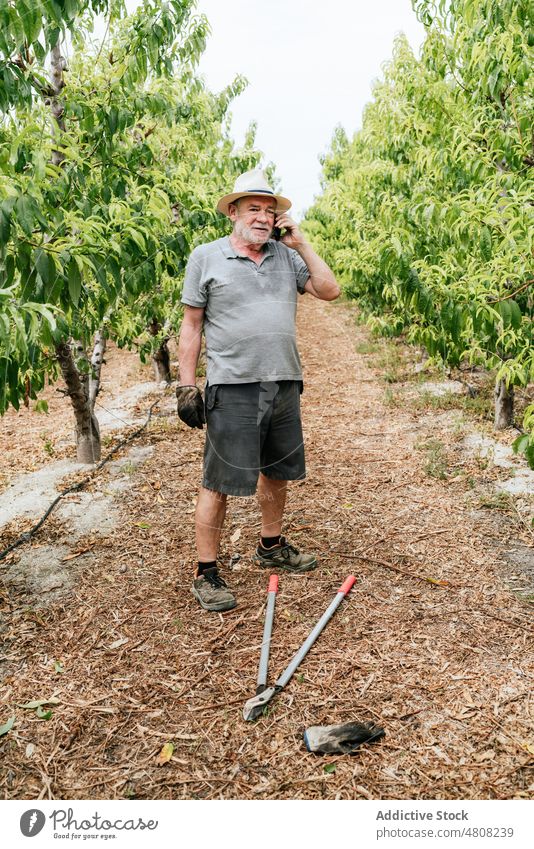 Älterer Landwirt spricht im Obstgarten mit seinem Smartphone Mann sprechen Pause Stutzen Baum Arbeit Sommer männlich älter gealtert Senior reden Gärtner