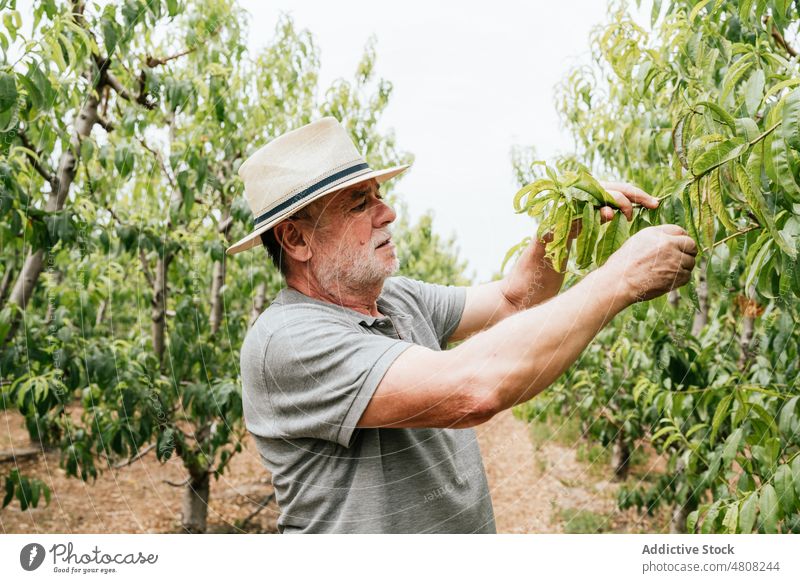 Mann prüft Blätter eines Obstbaums Landwirt prüfen Blatt Baum Frucht Ast Obstgarten Ackerbau Landschaft männlich älter Senior gealtert Pfirsich Gärtner Sommer