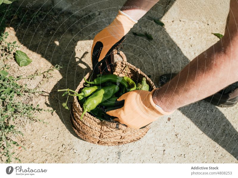 Gärtnerin mit Ernte von grünem Paprika im Korb Landwirt Peperoni abholen Mann Landschaft männlich frisch Garten Gemüse Agronomie ländlich Sommer pflücken reif