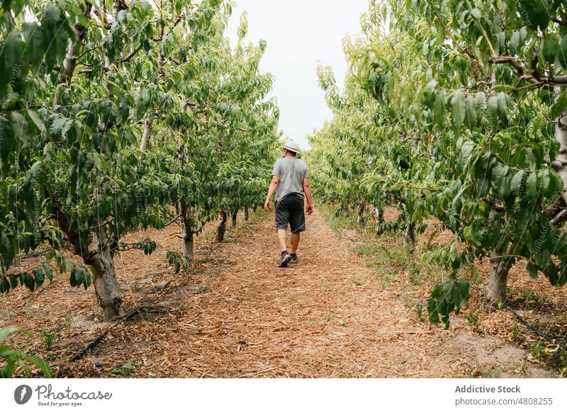 Männlicher Landwirt inmitten von Obstbäumen Mann Spaziergang Baum Weg Obstgarten Sommer Arbeit üppig (Wuchs) Landschaft männlich Pfirsich paraguayisch