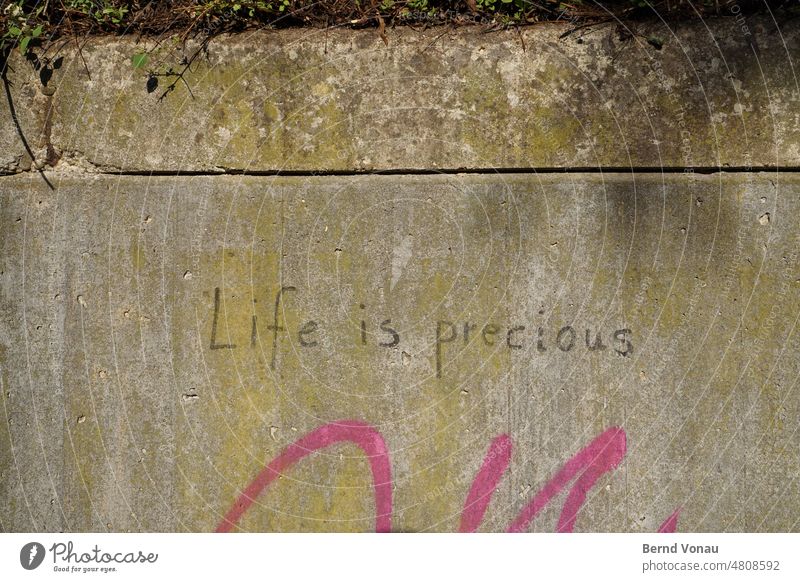 Leben ist wertvoll Life leben spruch Graffiti precious weisheit lifeisprecious grün pink Wand moos wetter ortsichtbeton Schmiererei sinnspruch Schrift witterung