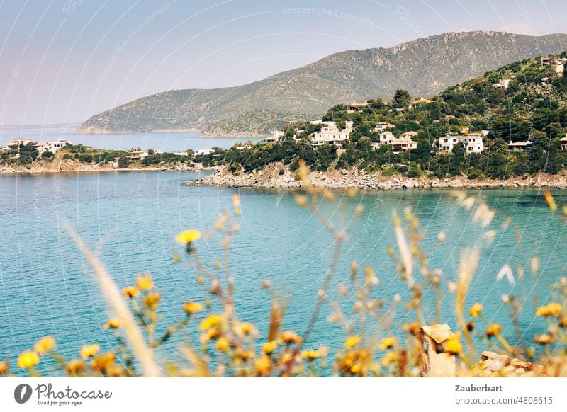 Blick auf eine Bucht auf Sardinien, Hügel, weiße Villen und Bäume, gelbe Blumen Meer Mittelmeer Insel blau Ufer Küste Wasser Ferien & Urlaub & Reisen