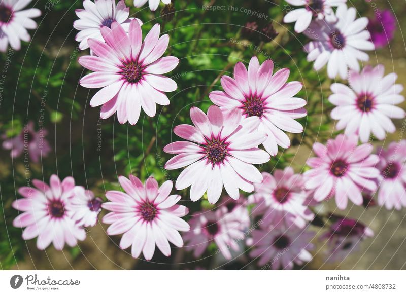 Hohe Ansicht eines frischen und lila Töne floralen Hintergrund Frühling geblümt Blumen purpur angiosperma Osteospermum Dimorphoteca schön Muster Bild