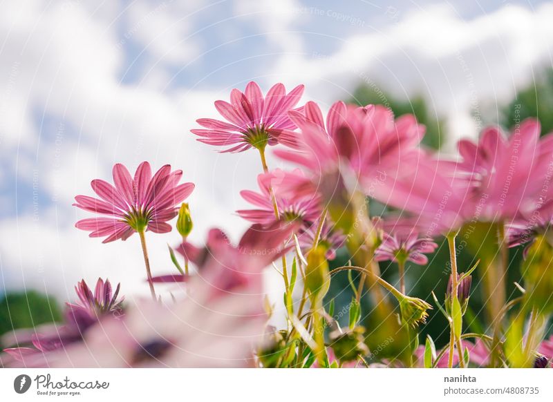 Low Perspektive eines schönen Frühlingszeit floral Bild gegen Himmel geblümt Blumen Hintergrund frisch purpur angiosperma Osteospermum Dimorphoteca Muster