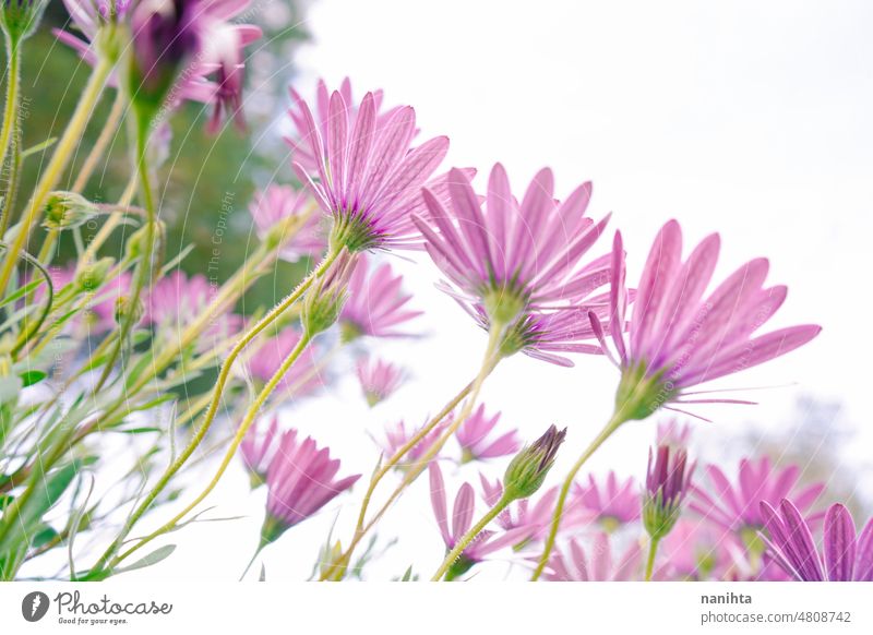 Low Perspektive eines schönen Frühlingszeit floral Bild gegen Himmel geblümt Blumen Hintergrund frisch purpur angiosperma Osteospermum Dimorphoteca Muster