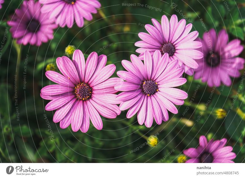 Hohe Ansicht eines frischen und lila Töne floralen Hintergrund Frühling geblümt Blumen purpur angiosperma Osteospermum Dimorphoteca schön Muster Bild