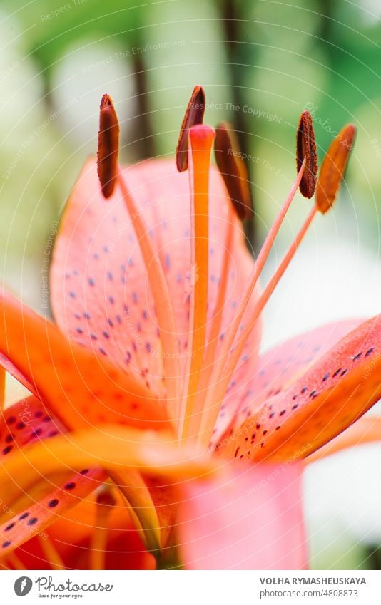 Orangefarbene Lilienstaubblätter in Nahaufnahme mit selektivem Fokus Blume Natur Staubblätter abschließen Lily Pollen Schönheit Makro rosa Bett elegant Latein