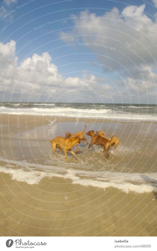 Klonhunde Hund Klonen Meer Ferien & Urlaub & Reisen Tier Spielen Wasser