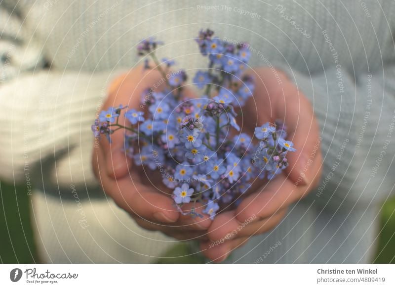 Vergissmeinnicht - Blüten ganz behutsam in den Händen halten Vergißmeinnicht blau Blume Blühend festhalten Hand junge Frau Unschärfe Schwache Tiefenschärfe