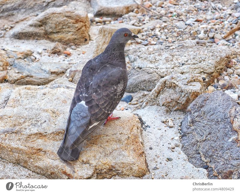 Taube auf Stein Taube - Vogel Tier grau Außenaufnahme Farbfoto 1 Menschenleer sitzen Wildtier Natur Stadt Umwelt