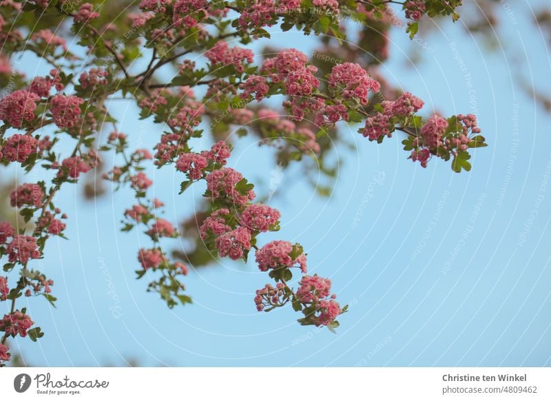 Der 'Echte Rotdorn' blüht...  Blühende Zweige vor blauem Himmel Echter Rotdorn Crataegus laevigata 'Paul's Scarlet' Rosengewächse Blüten blühend Nahaufnahme