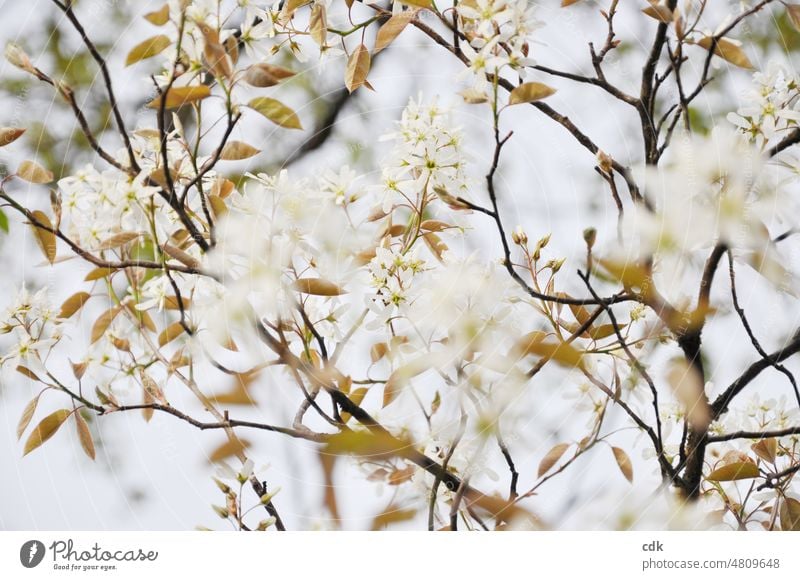 weiß blühender Baum | Felsenbirne | licht und zart. Pflanze Blüte weiße Blüten lichtdurchflutet Äste Schärfe Unschärfe Zweige Geäst beige braun hell Blätter