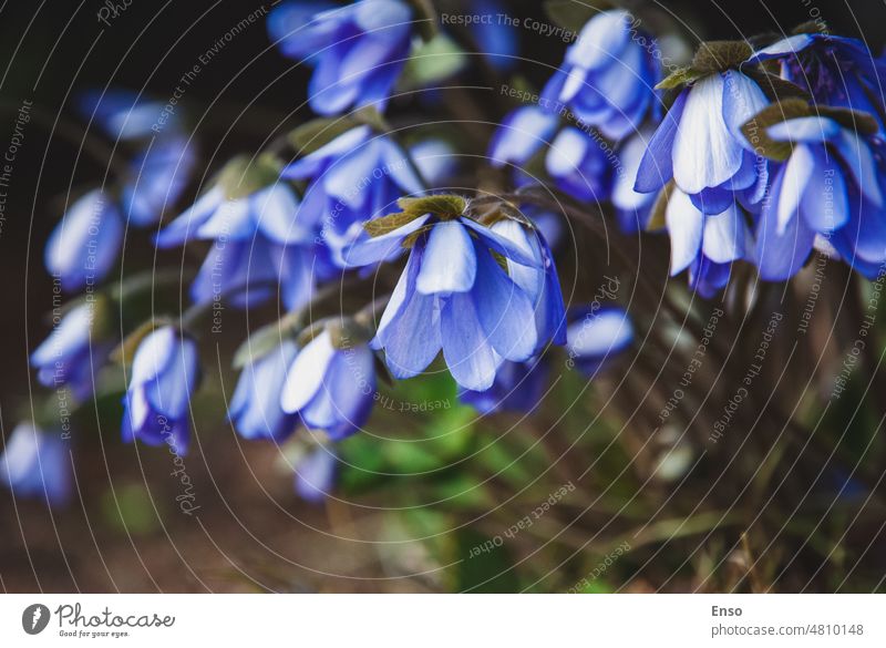 Buschwindröschen (Anemone hepatica) im Frühlingswald, Nahaufnahme blaue Blumen Wildblume Wald Anemonenhepatitis Amerikanisches Leberblümchen wachsend