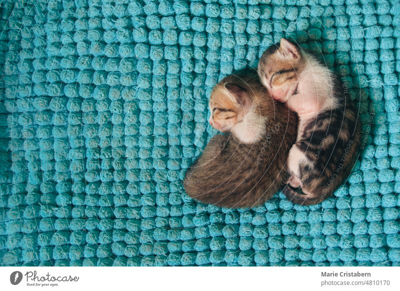Zwei kleine schlafende Kätzchen, die sich aneinander kuscheln, um sich zu wärmen Katzenbaby niedlich Freundschaft Liebe - Emotion aussruhen Unschuld Freude