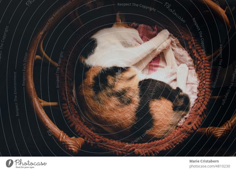 Draufsicht auf eine auf einem Weidenkorb schlafende Katze mit herbstlicher Stimmung und Ästhetik Kattun Katze Wärme Komfort Herbststimmung Herbstästhetik
