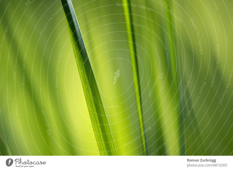 Grashalme einer Wiese bilden ein sanftes Muster Gräser grün grüntöne Menschenleer Textur Hintergrund Flora Pflanze Natur Nahaufnahme Licht