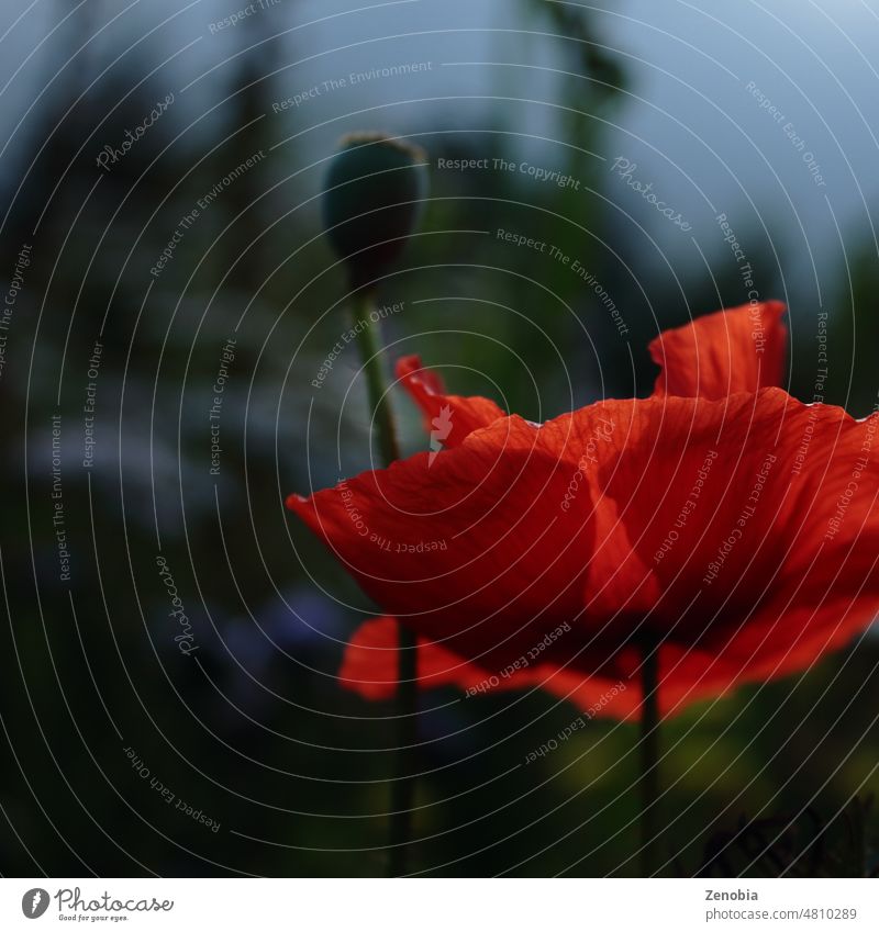 Kräftig rot beleuchtete Mohnblume mit Knospe und stimmungsvollem Hintergrund Blut Karmesinrot Blume Wildblume wild blumeblume Stimmung Platz für Kopie