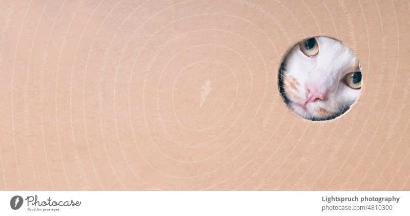 Lustige getigerte Katze, die neugierig aus einem Loch in einem Karton schaut. Panoramabild mit Kopierraum. Tabby guckend Golfloch Textfreiraum