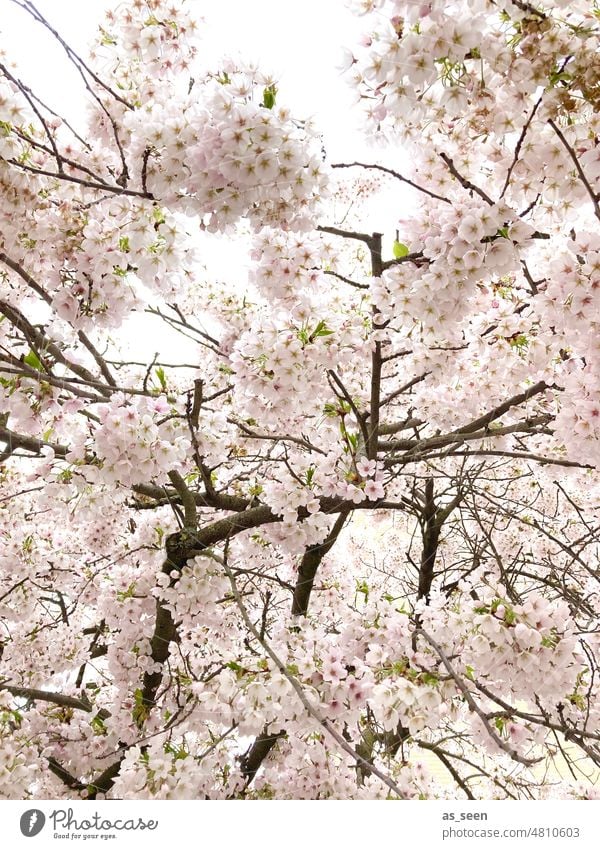 Baumblüte Büte rosa Zierkische Himmel Äste Zweige Japan Äste und Zweige Pflanze Natur Außenaufnahme Farbfoto Romantisch Frühling Blüten Kirschblüten Muster