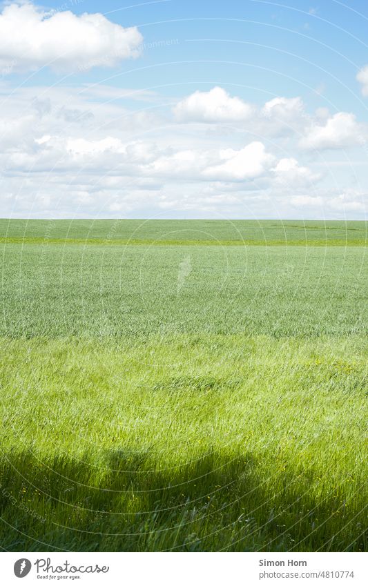 Wiesen und Wolken Weite Ausblick Ferne grün Fläche Landwirtschaft Horizont Grüntöne Landschaft Distanz Blauer Himmel Natur Feld Gras Umwelt Schönes Wetter