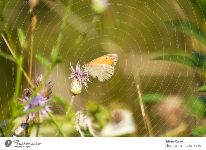 Nahaufnahme einer Distelblüte mit einem Schmetterling und selektivem Fokus auf den Vordergund Gras Lepidopteren grün Insekt purpur Stachelige Kratzdistel Natur