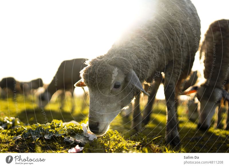 Eine Nahaufnahme eines Schafs auf einem Feld schließen abschließen Nähe Naturverbundenheit Der Natur nahe Nahaufnahmen Fotografie Alltagsfotografie