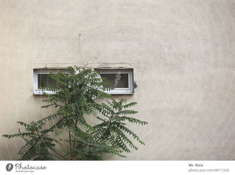 Buschfunk Essigbaum Fenster Fassade Haus Gebäude Pflanze Baum grün Wand Mauer trist doppelfenster Hauswand Satellitenantenne Satellitenschüssel grau