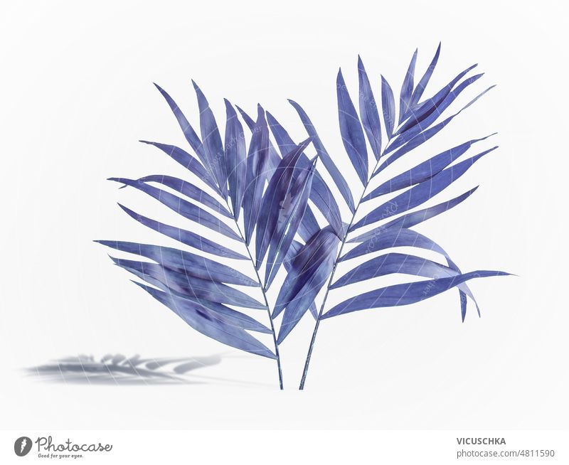 Tropische blaue Blätter auf weißem Hintergrund. tropisch weißer Hintergrund gefärbt Handfläche Schatten Vorderansicht Objekt Natur Botanik Ast exotisch Flora
