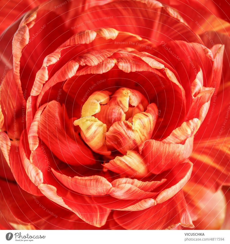 Nahaufnahme der Blüte der roten Pfingstrose.  Ansicht von oben. abschließen Pfingstrosen Blume Blütezeit Draufsicht orange Schönheit Makro Hintergrund schön