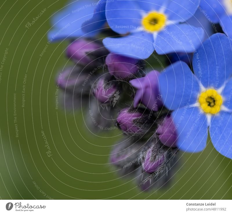 Knospen von Vergissmeinnicht Und Blüten auf dunkelgrünem Hintergrund gelb blaue Blumen Naturerwachen blaue Blüten zarte Blüten hellblau zarte Blumen idyllisch