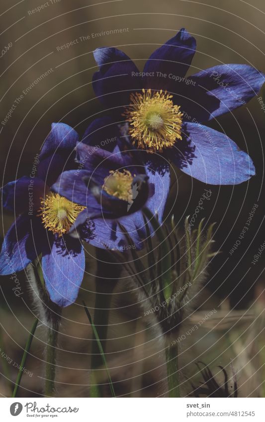 Violette Stern-Kuhschelle im Freien im Sonnenlicht. Blume purpur Frühling Natur Pasqueblume Knollenblätterpilz (Pulsatilla patens) Finger-Kuhschelle schön